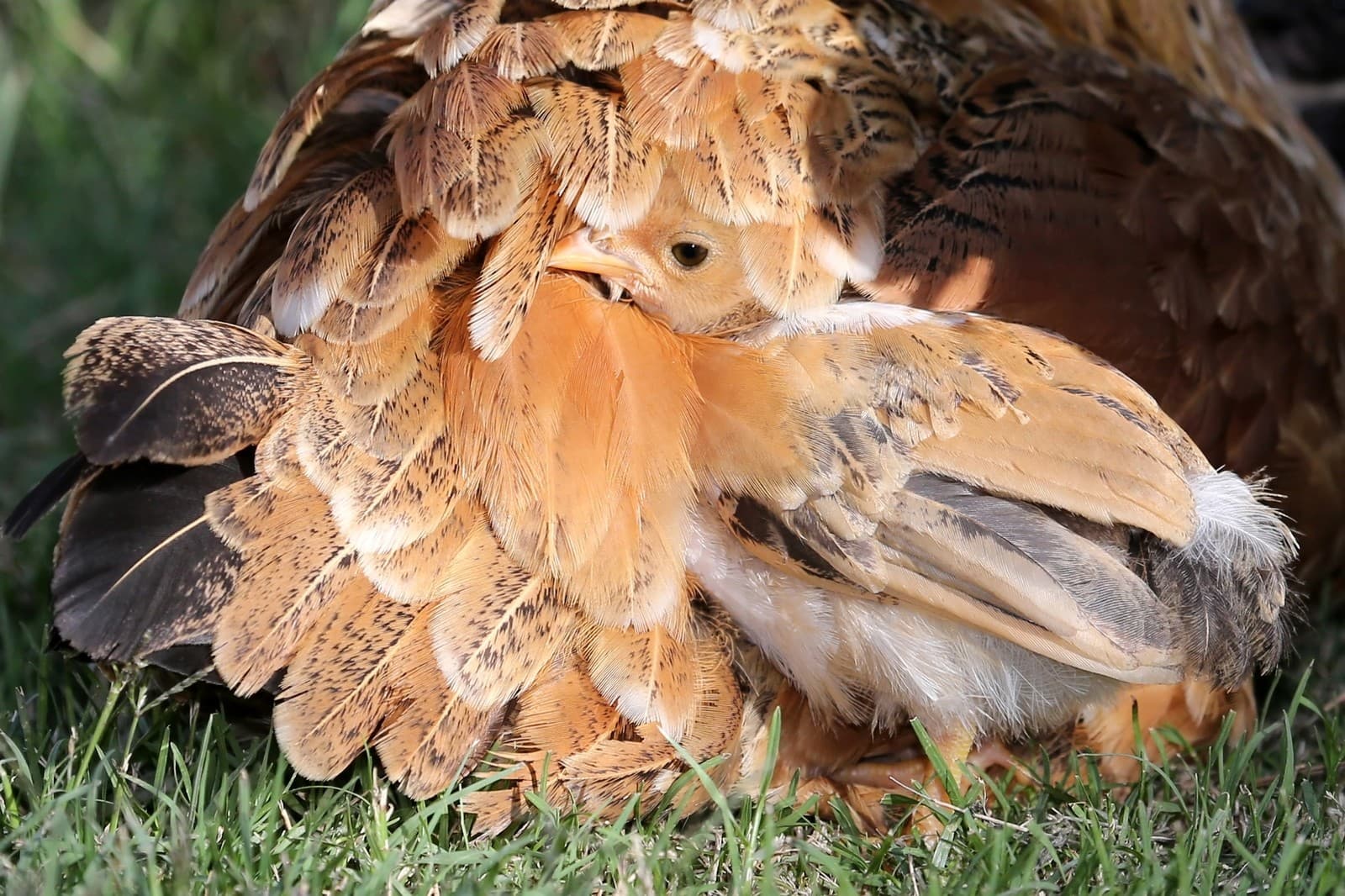 chick hiding chick hiding